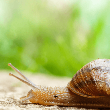 Why is snail mucin so popular? What are their benefits? How to create a snail mucin product? Private label snail mucin products